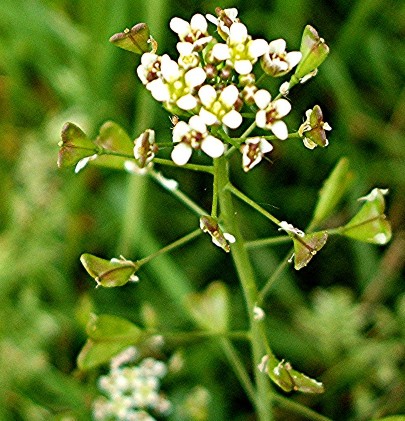 Shepherd Purse seed Capsella bursa pastoris